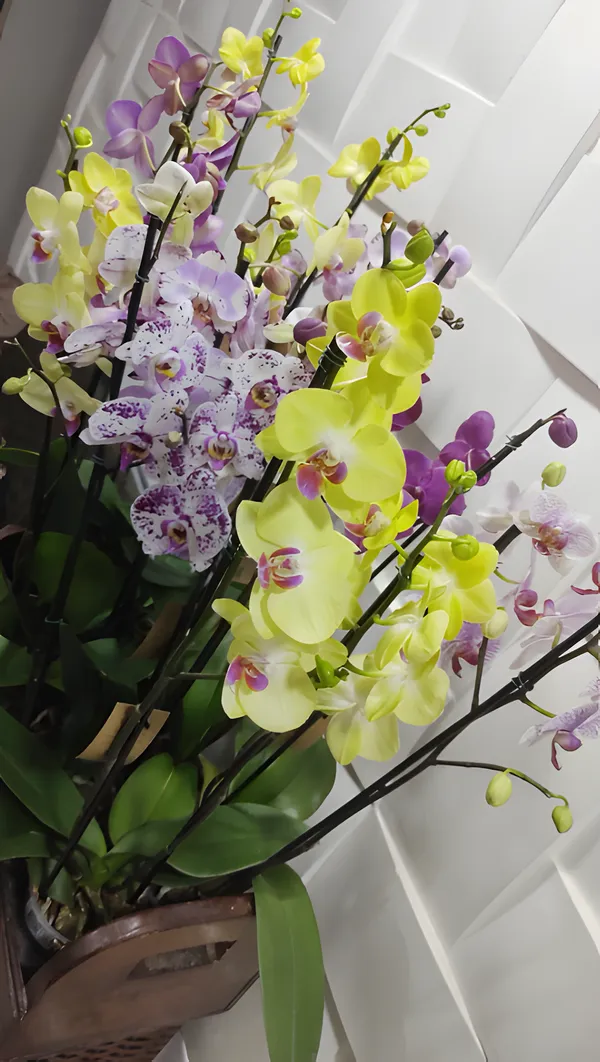 Orquídeas